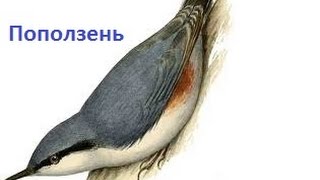 Пение птиц - Поползень