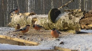 Косули и снегири wildlife
