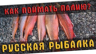 РУССКАЯ РЫБАЛКА 4 ? КАК ПОЙМАТЬ ПАЛИЮ?!