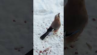 Сойка Пончик и непослушные орехи #shorts