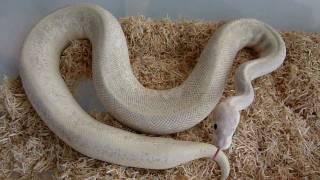 graphite male breeder ball python
