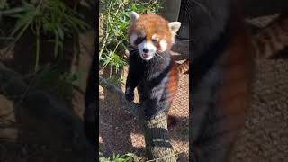 Home Safari with Red Pandas Lin and Lucas