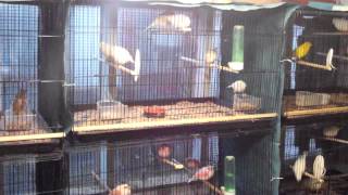 wire bird cages
