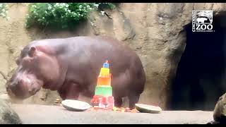 Hippo Tucker Celebrates His Birthday With Fiona and Bibi - Cincinnati Zoo