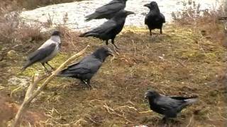 Ravens & Crows