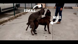 Female Gray Cane Corso & Male Chestnut Brindle Cane Corso Mating Ritual