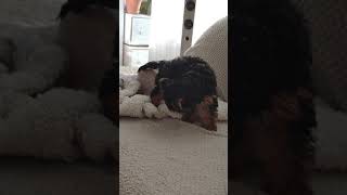 Dog mating cat