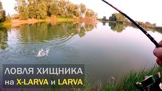 Ловля ХИЩНИКА на приманки X-Larva и Larva. ТМ Fanatik.