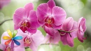 Секреты ухода за орхидеями - Все буде добре - Выпуск 148 - 14.03.2013 - Все будет хорошо