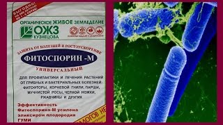 Все о фитоспорине Все секреты фитоспорина