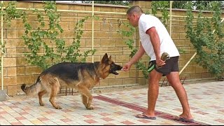 Дрессировка Аргуна. Кобель Немецкой Овчарки. Training the German Shepherd.