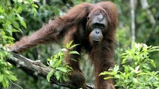 Орангутан - Orangutan (Энциклопедия животных)