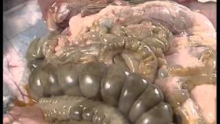 Le devenir des aliments dans le tube digestif (lapin)_Jeulin