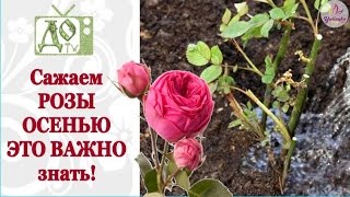 Как ПРАВИЛЬНО посадить РОЗЫ под зиму (осенью) + результаты эксперимента с окоренением ветки