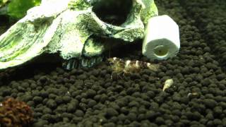 Paracaridina sp "Princess Bee"