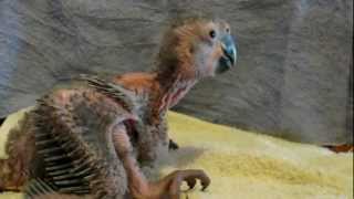 Great Green Macaw Chicks in the Nursery