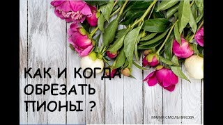Как и когда правильно обрезать пионы. От Марии .