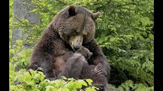 Медведица привела своего медвежонка к девушке, и вот почему