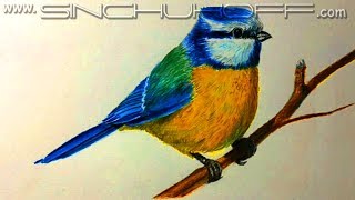 Как нарисовать СИНИЧКУ ЦВЕТНЫМИ КАРАНДАШАМИ! Учимся рисовать СИНИЧКУ! Как Научиться РИСОВАТЬ