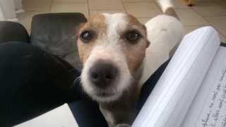 DOG, YOU'RE ADOPTED ! ( Dog reacts to being told she's adopted )