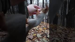 Меня опять укусила белка / I was bitten by a squirrel again