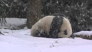Bao Bao's First Snow Day!