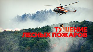 В удалённых районах Красноярского края тушат лесные пожары — видео