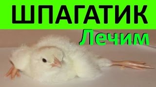 Шпагатик или Вертолетик у цыплят и перепелят / Как вылечить / Что делать