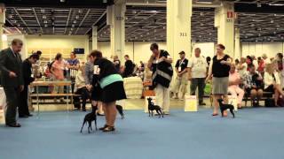 FCI World Dog Show 2014 - English Toy Terrier Bitches