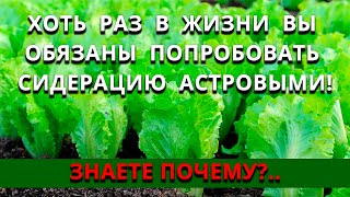 Астровая сидерация доступна каждому. После неё можно не вносить удобрение!