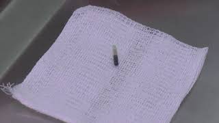 Identificações de Pets é feita com microchip