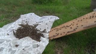 Вернули пчелиный рой в "свой" улей