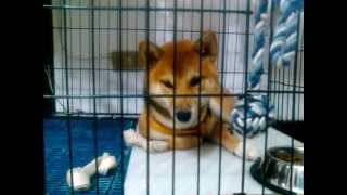 我是柴犬演亮--20121104我真的想睡了...