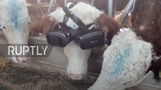 Greener pastures! VR headsets show lush fields upping cow milk production in Turkey