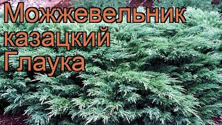 Можжевельник казацкий Глаука (glauca) ? обзор: как сажать, саженцы можжевельника Глаука