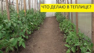 Первые работы в теплице с томатами. 