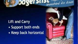 How to Lift and Carry a Doxie