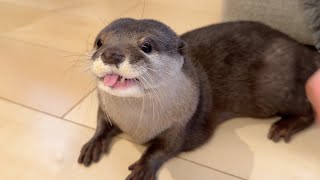 皮がむちむちなのでされるがままのカワウソ Otter with very nice touch of fur