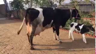 BSG Mother Cow