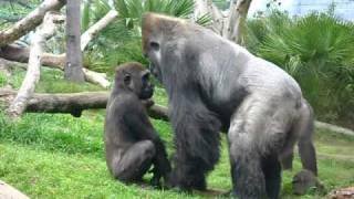 Little gorilla face-off with big gorilla