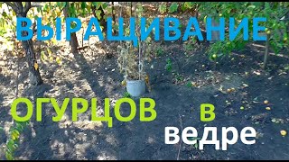 ОГУРЦЫ в ВЕДРЕ ЧТО ПОЛУЧИЛОСЬ