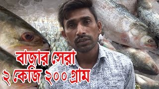 আজকের সেরা ২ কেজি ২০০ গ্রাম। বড় ইলিশের দাম কত । জানুন আজকের দাম। বাংলারমুখ | Banglarmukh