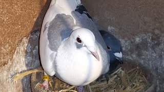 Пополнение в голубятне почтовые pigeon