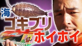 【10連】ゴキブリホイホイでフナムシはホイホイできるのか【世紀の大実験】