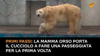 Primi passi: la mamma orso porta il cucciolo a fare una passeggiata per la prima volta