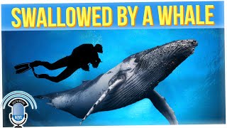 Lobster Diver Got Swallowed by a Whale and Lived!