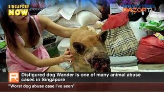 "Worst dog abuse case I've seen" (Disfigured dog Pt 2)