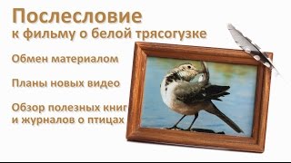 Послесловие к фильму "Жизнь белой трясогузки". Планы