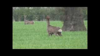 Roe buck stalked and shot with a .243