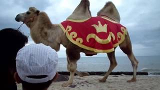 Верблюд, лама, осел и лошадь \ Camel, Lama, donkey and horse